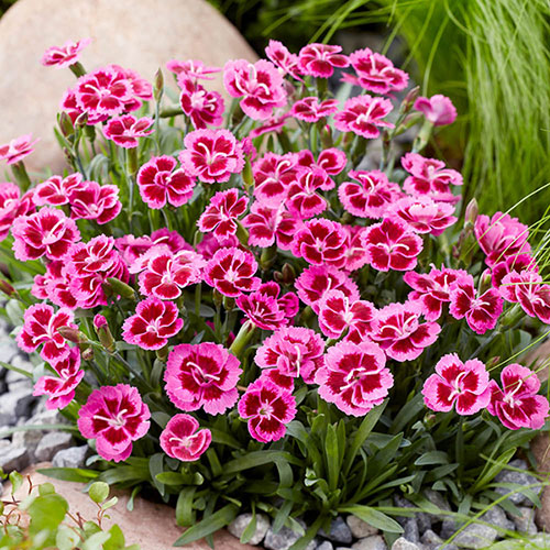 Dianthus Picture Perfect Dianthus Picture Perfect