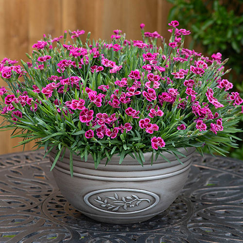 Dianthus Picture Perfect Dianthus Picture Perfect