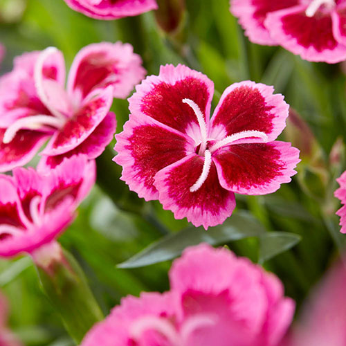 Dianthus Picture Perfect Dianthus Picture Perfect