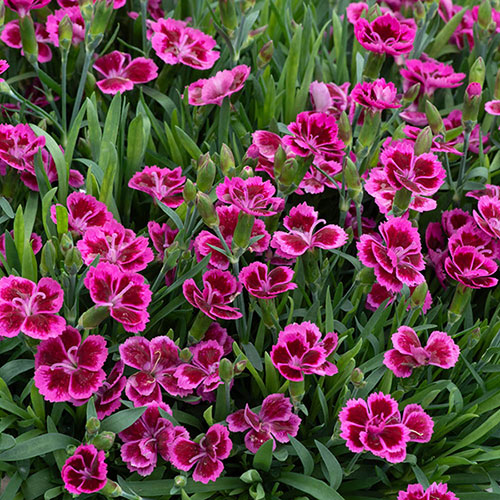 Dianthus Picture Perfect Dianthus Picture Perfect