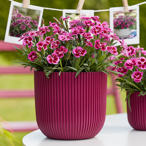 Dianthus Picture Perfect Dianthus Picture Perfect