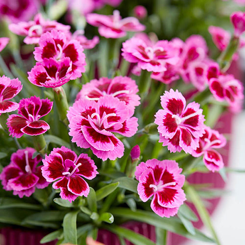 Dianthus Picture Perfect Dianthus Picture Perfect