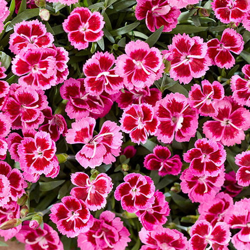 Dianthus Picture Perfect Dianthus Picture Perfect