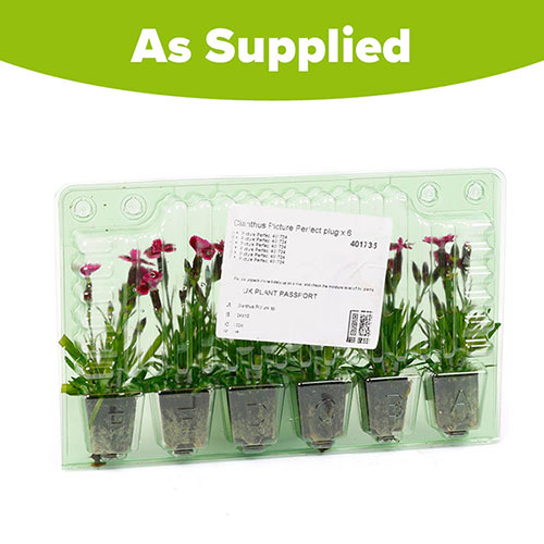 Dianthus Picture Perfect