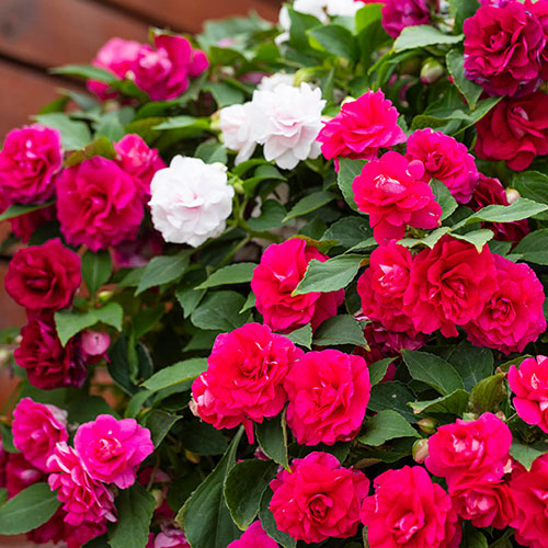 Impatiens Glimmer Collection Impatiens Glimmer Collection