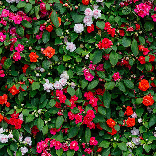 Impatiens Glimmer Collection Impatiens Glimmer Collection