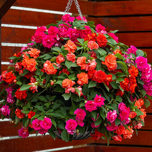 Impatiens Glimmer Collection Impatiens Glimmer Collection