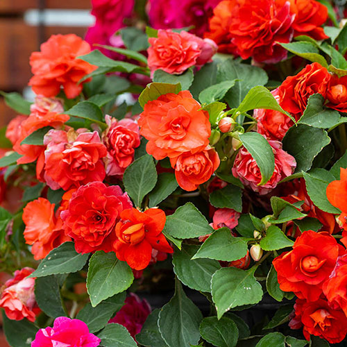 Impatiens Glimmer Collection Impatiens Glimmer Collection