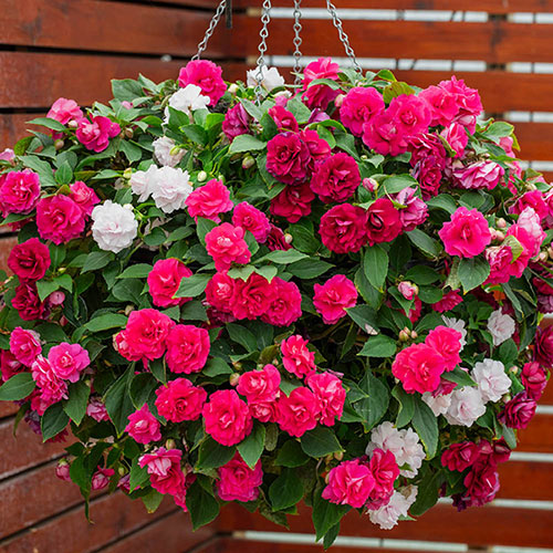 Impatiens Glimmer Collection Impatiens Glimmer Collection