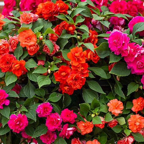 Impatiens Glimmer Collection Impatiens Glimmer Collection