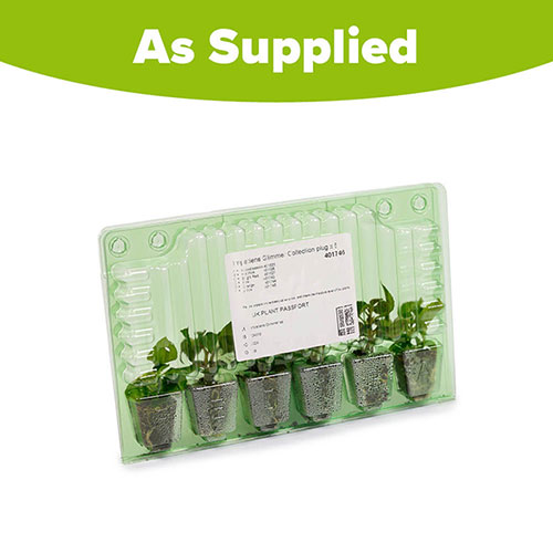 Busy Lizzie Glimmer Collection