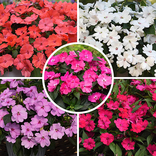 Impatiens Solarscape Impatiens Solarscape