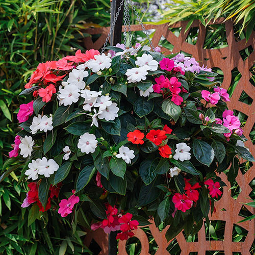 Impatiens Solarscape Impatiens Solarscape