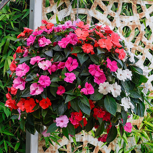 Impatiens Solarscape Impatiens Solarscape