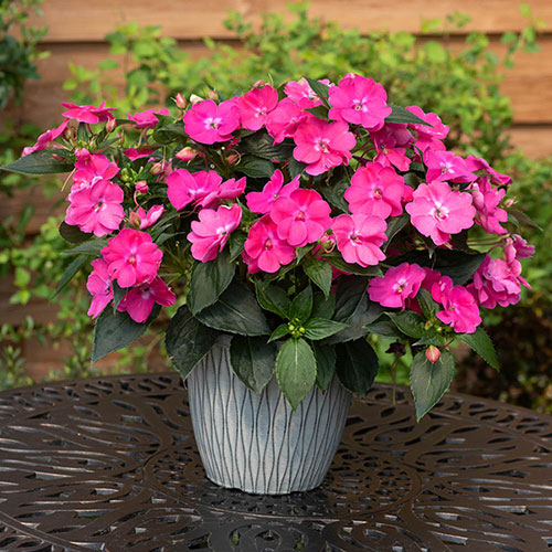 Impatiens Solarscape Impatiens Solarscape