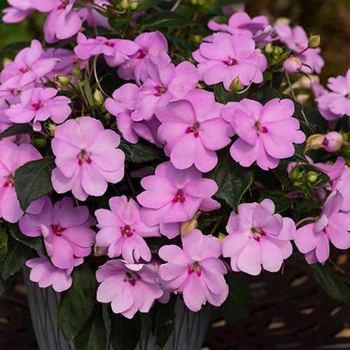Impatiens Solarscape Impatiens Solarscape