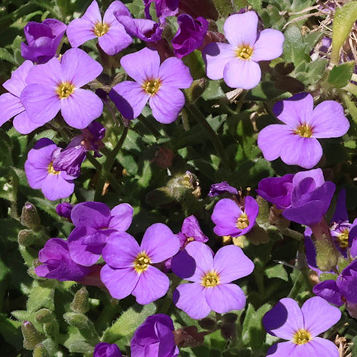 Aubrieta Florado Blue Eye Aubrieta Florado Blue Eye