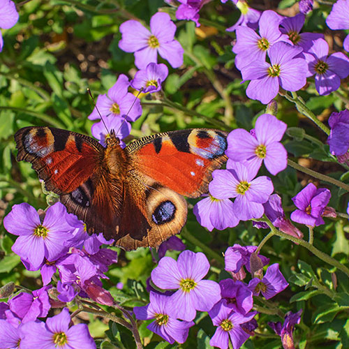 Aubrieta Florado Blue Eye Aubrieta Florado Blue Eye