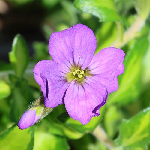 Aubrieta Florado Blue Eye Aubrieta Florado Blue Eye