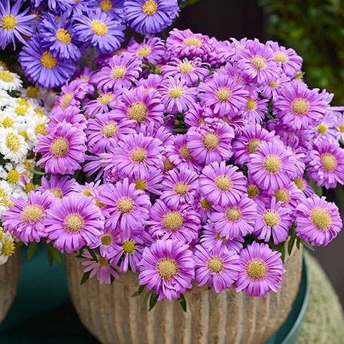 Aster Alpha Mix Aster Alpha Mix