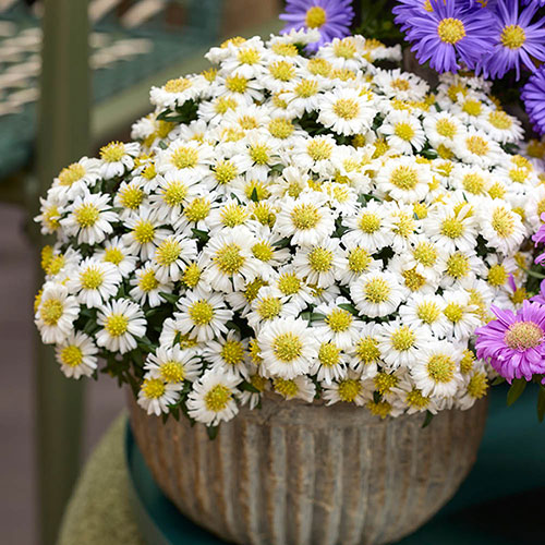 Aster Alpha Mix Aster Alpha Mix