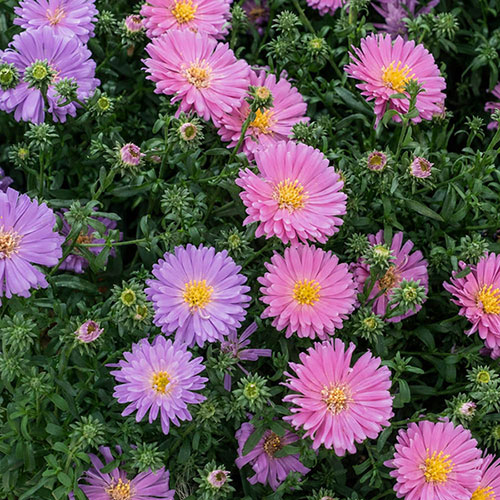 Aster Alpha Mix Aster Alpha Mix