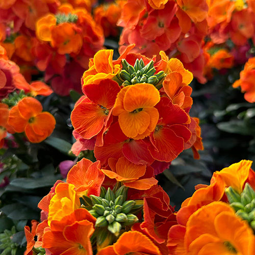Erysimum Orange Glow Erysimum Orange Glow