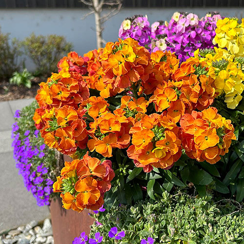Erysimum Orange Glow Erysimum Orange Glow
