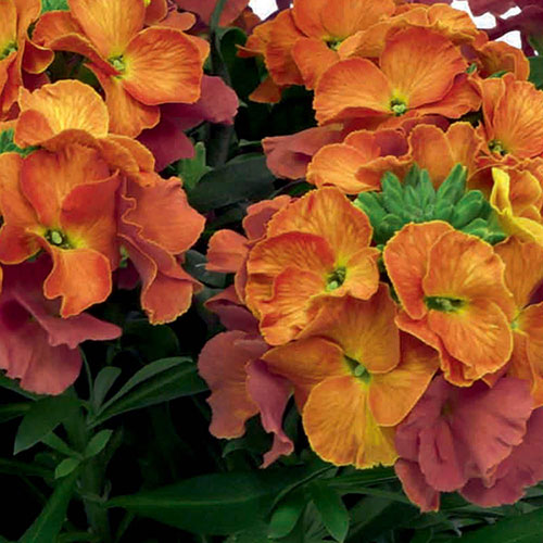 Erysimum Orange Glow Erysimum Orange Glow