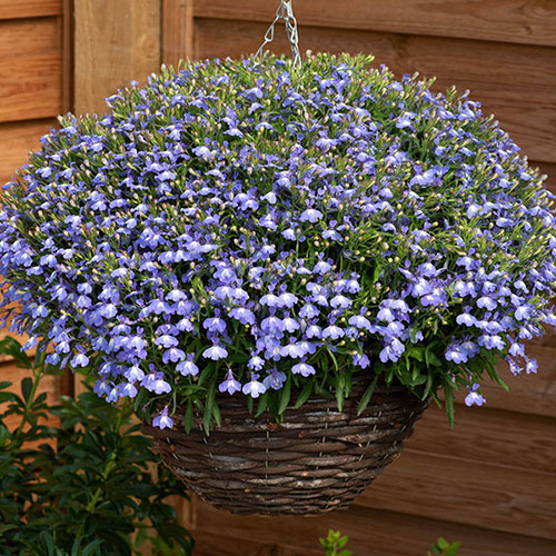 Lobelia Heatopia 