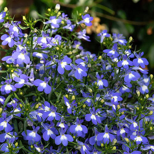 Lobelia Heatopia 