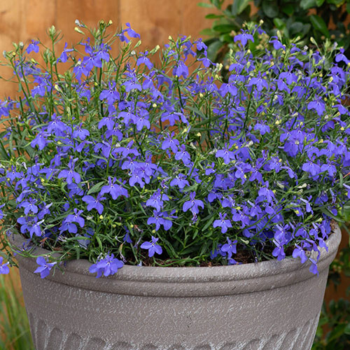 Lobelia Heatopia 