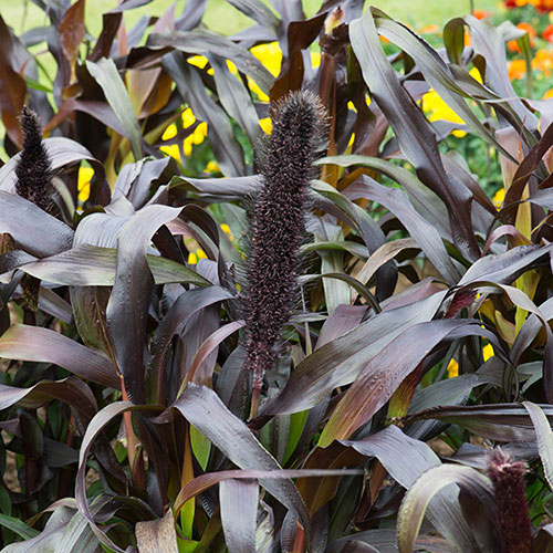 Ornamental Millet Purple Baron 