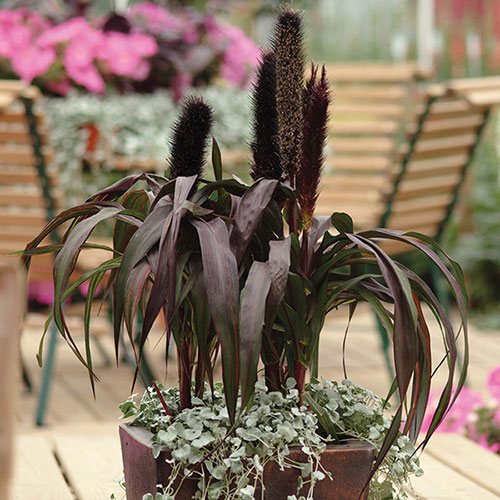 Ornamental Millet Purple Baron 