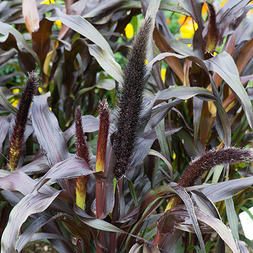 Ornamental Millet Purple Baron 