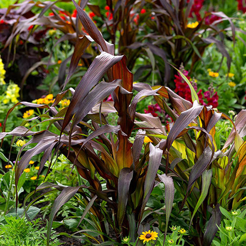 Ornamental Millet Purple Baron 
