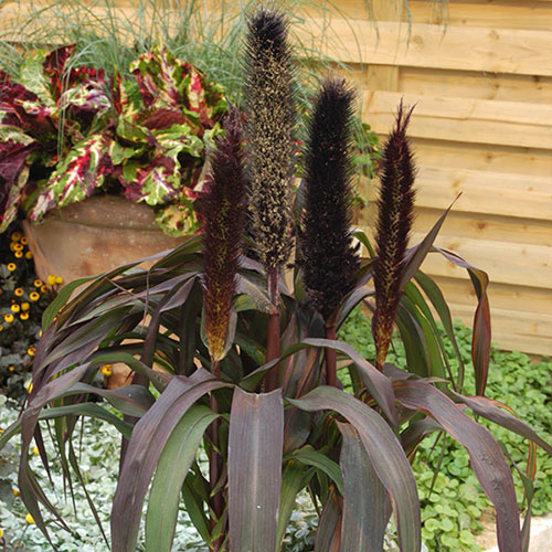 Ornamental Millet Purple Baron 
