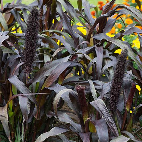 Ornamental Millet Purple Baron 