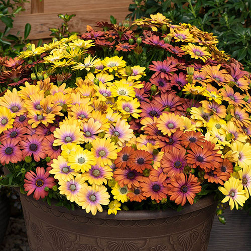 Osteospermum Akila Hawaii Sunset Shades 