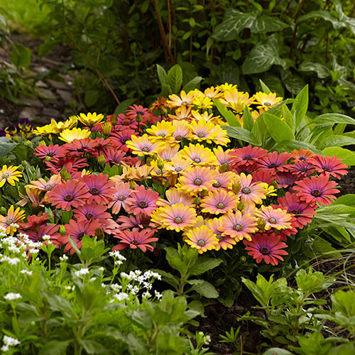Osteospermum Akila Hawaii Sunset Shades 