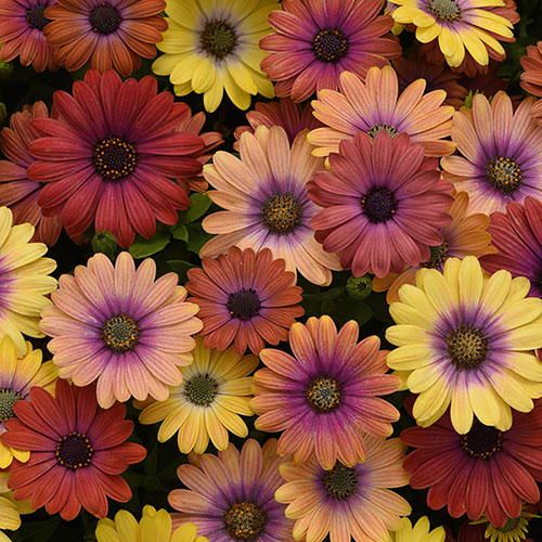 Osteospermum Akila Hawaii Sunset Shades 