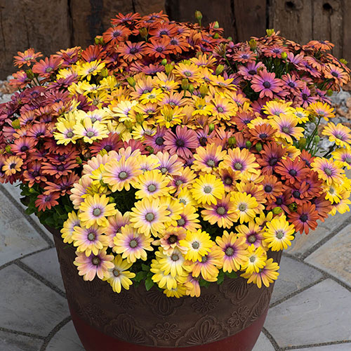 Osteospermum Akila Hawaii Sunset Shades 