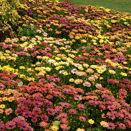 Osteospermum Akila Hawaii Sunset Shades 