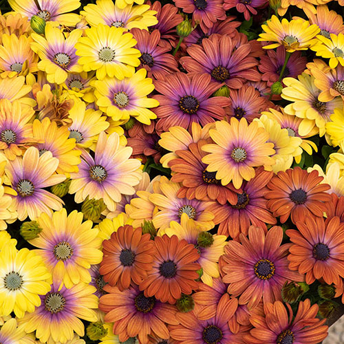 Osteospermum Akila Hawaii Sunset Shades 
