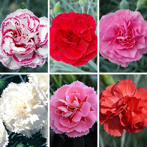Cottage Garden Devon Pink Collection Cottage Garden Devon Pink Collection