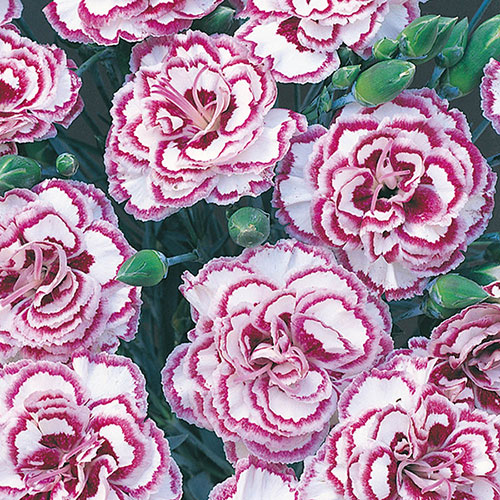 Cottage Garden Devon Pink Collection Cottage Garden Devon Pink Collection