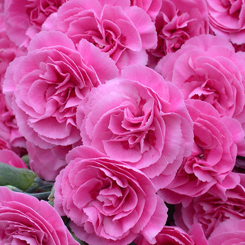 Cottage Garden Devon Pink Collection Cottage Garden Devon Pink Collection