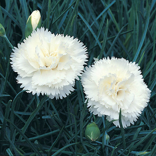 Cottage Garden Devon Pink Collection Cottage Garden Devon Pink Collection