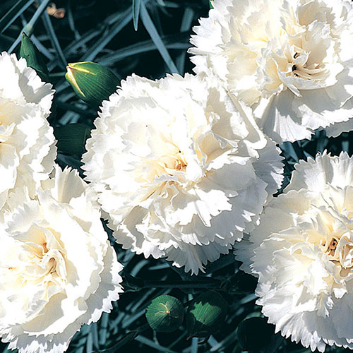 Cottage Garden Devon Pink Collection Cottage Garden Devon Pink Collection