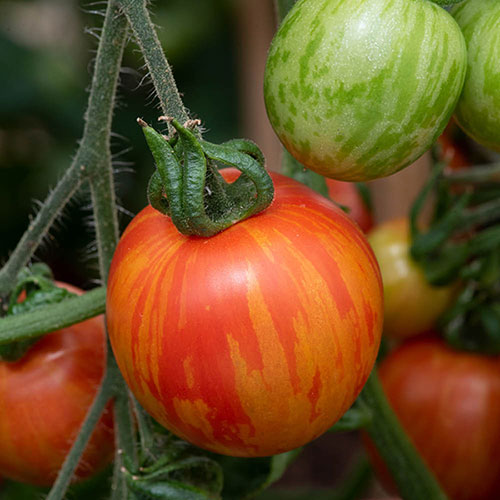 Tomato Rocola Stripe Tomato Rocola Stripe